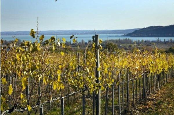 Koczor Winery & Guesthouse Balatonfüred Dış mekan fotoğraf