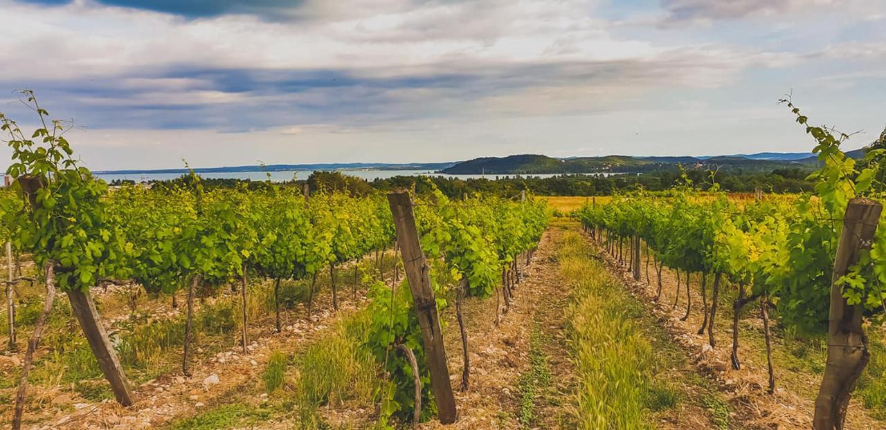 Koczor Winery & Guesthouse Balatonfüred Dış mekan fotoğraf