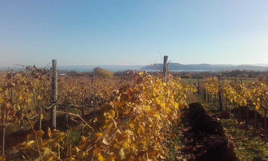 Koczor Winery & Guesthouse Balatonfüred Dış mekan fotoğraf