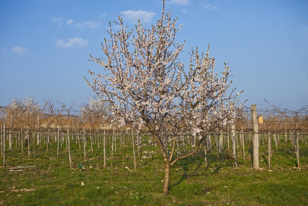 Koczor Winery & Guesthouse Balatonfüred Dış mekan fotoğraf